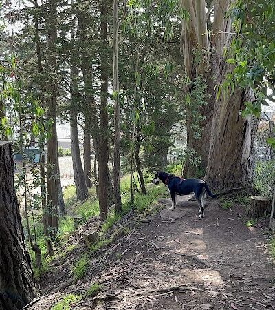 Upper Douglass Dog Play Area - San Francisco, CA