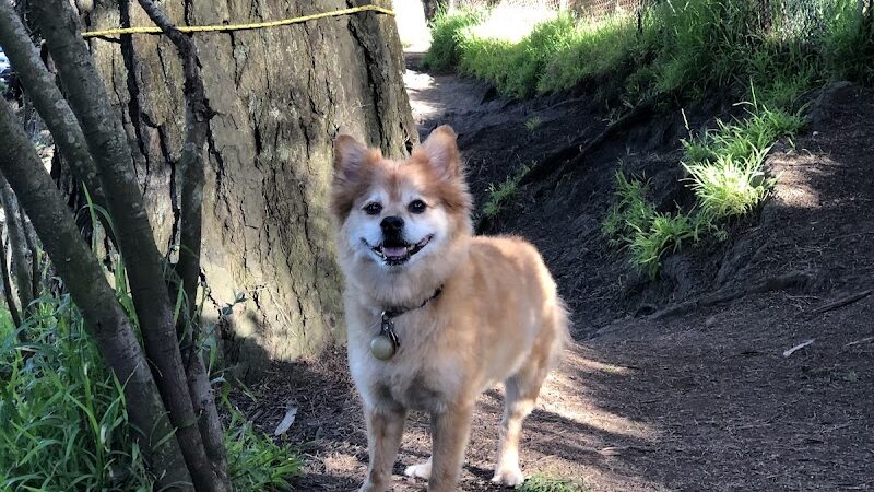 Upper Douglass Dog Play Area - San Francisco, CA