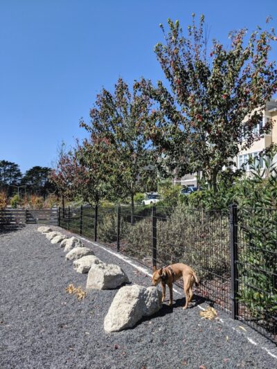 Brotherhood Mini Dog Park - San Francisco, CA