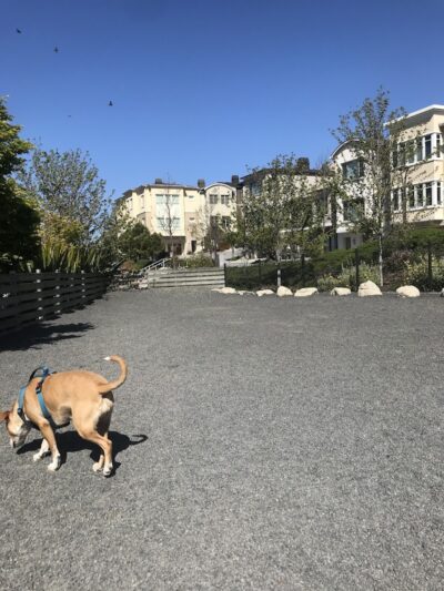 Brotherhood Mini Dog Park - San Francisco, CA