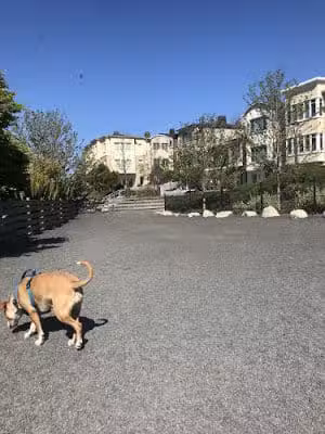 Brotherhood Mini Dog Park - San Francisco, CA