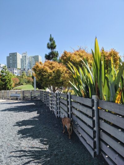 Brotherhood Mini Dog Park - San Francisco, CA