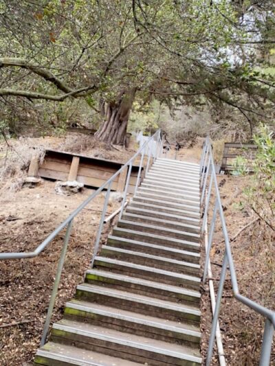 Buena Vista Dog Play Area - San Francisco, CA