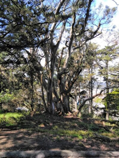 Buena Vista Dog Play Area - San Francisco, CA