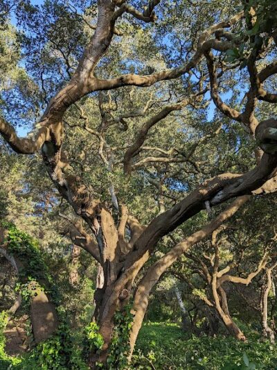 Buena Vista Dog Play Area - San Francisco, CA