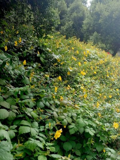 Buena Vista Dog Play Area - San Francisco, CA