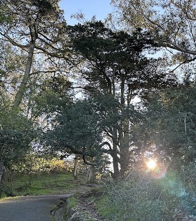 Buena Vista Dog Play Area - San Francisco, CA