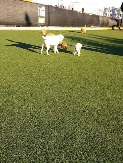 Dog Park | Moscone Park - San Francisco, CA