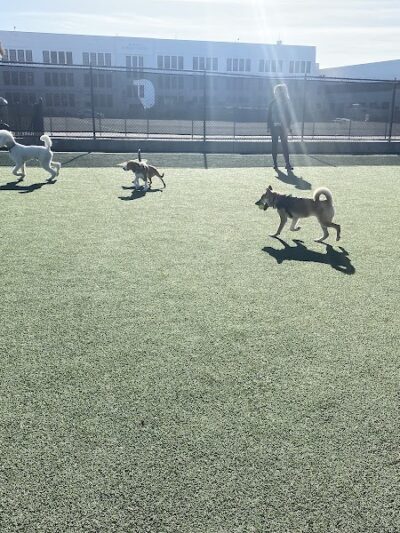 Dog Park | Moscone Park - San Francisco, CA