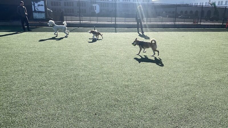 Dog Park | Moscone Park - San Francisco, CA
