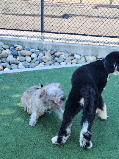 Dog Park | Moscone Park - San Francisco, CA