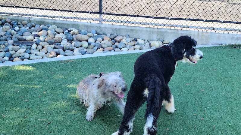 Dog Park | Moscone Park - San Francisco, CA