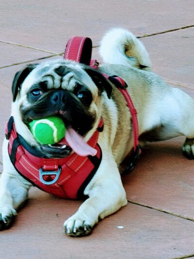 Dog Park | Moscone Park - San Francisco, CA