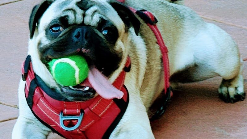 Dog Park | Moscone Park - San Francisco, CA