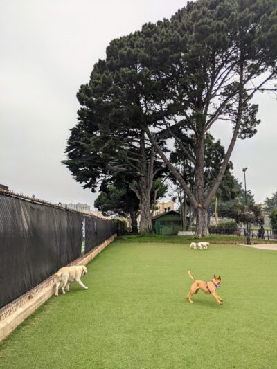 Dog Park | Moscone Park - San Francisco, CA