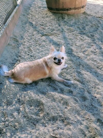 Eureka Valley Dog Play Area - San Francisco, CA