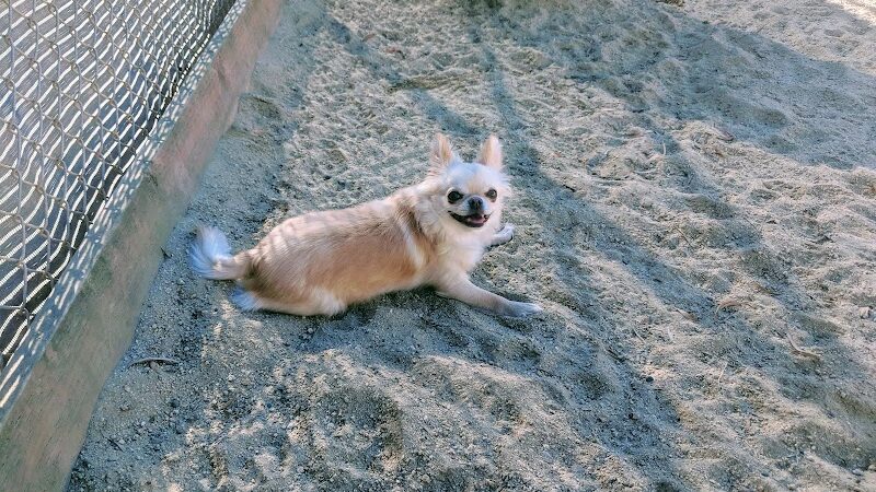 Eureka Valley Dog Play Area - San Francisco, CA