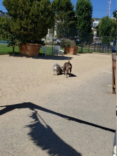 Eureka Valley Dog Play Area - San Francisco, CA
