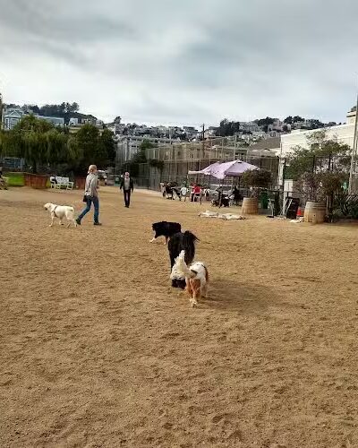 Eureka Valley Dog Play Area - San Francisco, CA