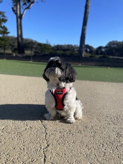 Golden Gate Park Dog Training Area - San Francisco, CA