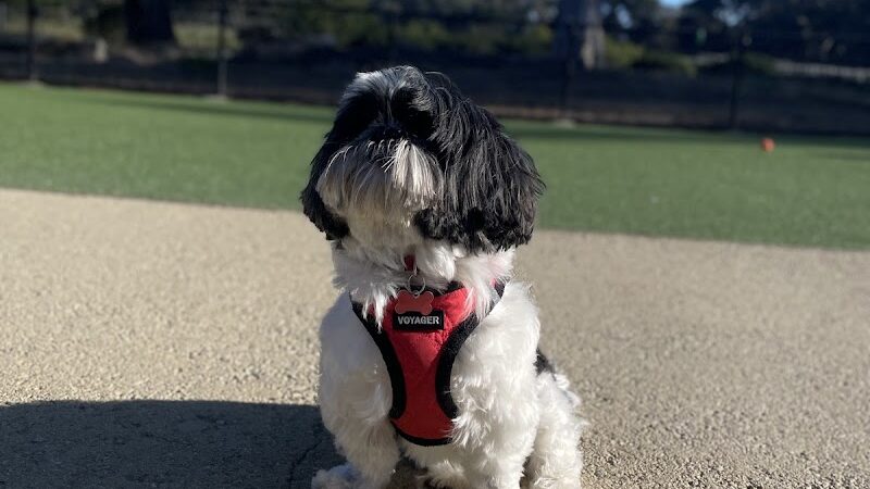 Golden Gate Park Dog Training Area - San Francisco, CA