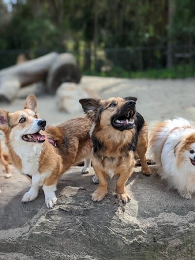 Golden Gate Park Dog Training Area - San Francisco, CA