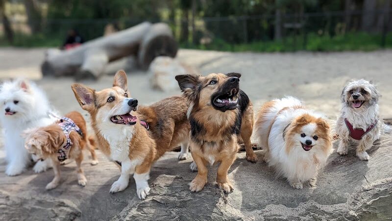 Golden Gate Park Dog Training Area - San Francisco, CA