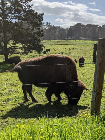 Golden Gate Park Dog Training Area - San Francisco, CA