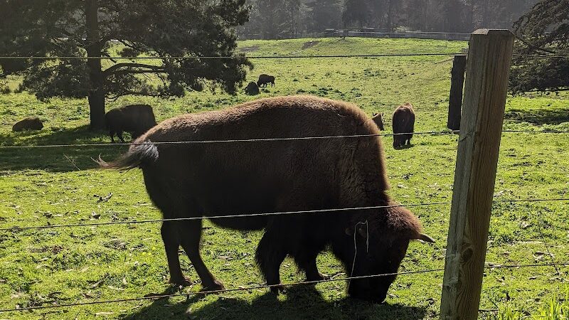 Golden Gate Park Dog Training Area - San Francisco, CA