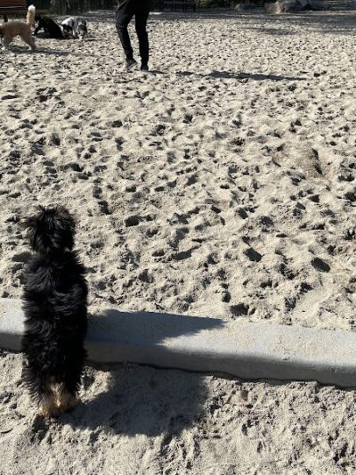 Golden Gate Park Dog Training Area - San Francisco, CA