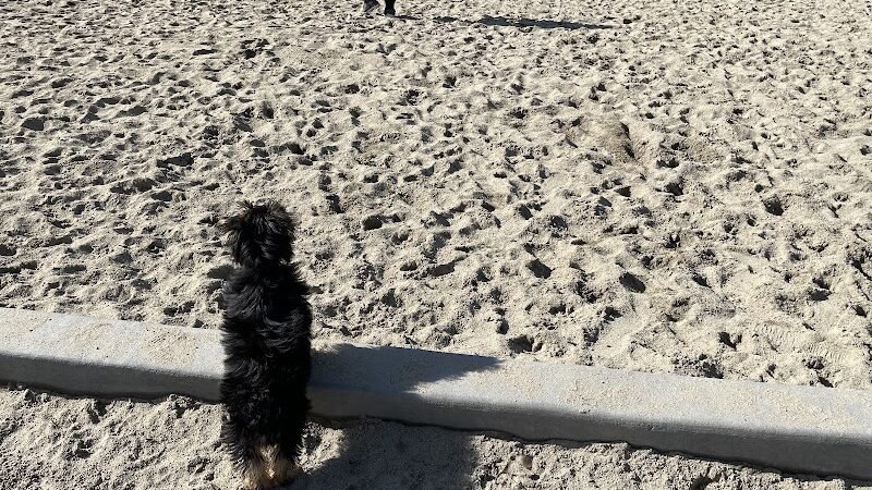 Golden Gate Park Dog Training Area - San Francisco, CA