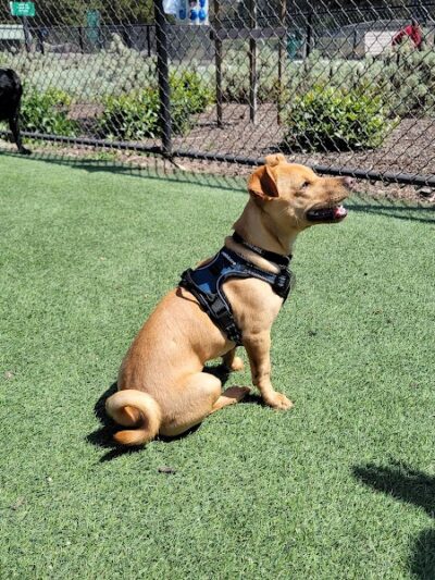 Golden Gate Park Dog Training Area - San Francisco, CA