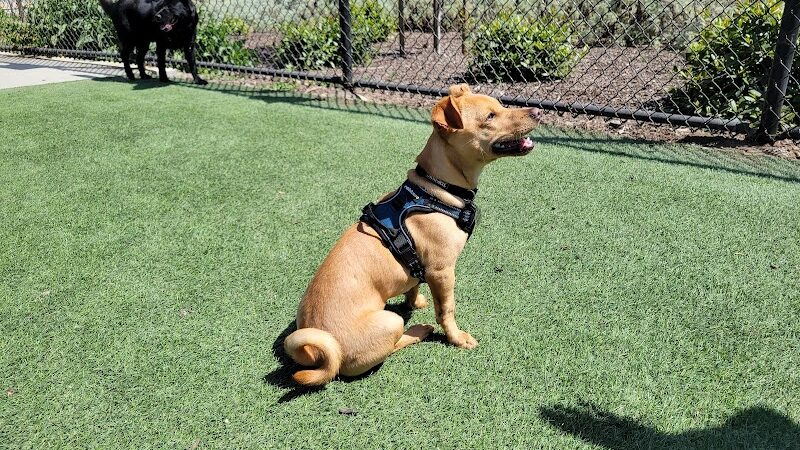 Golden Gate Park Dog Training Area - San Francisco, CA