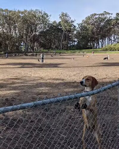 Golden Gate Park Dog Training Area - San Francisco, CA