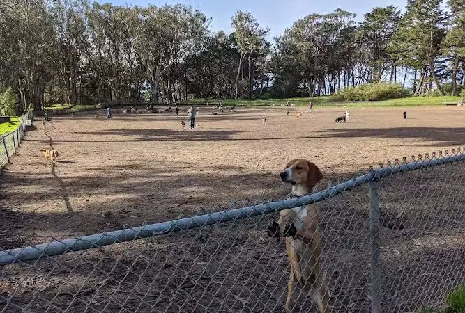 Golden Gate Park Dog Training Area - San Francisco, CA