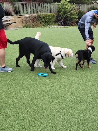 Lafayette Park Dog Play Area - San Francisco, CA