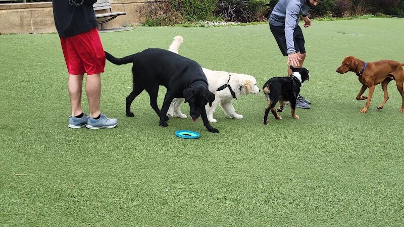 Lafayette Park Dog Play Area - San Francisco, CA