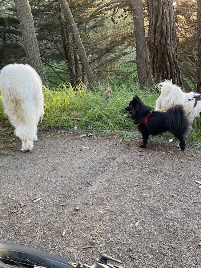 Lafayette Park Dog Play Area - San Francisco, CA
