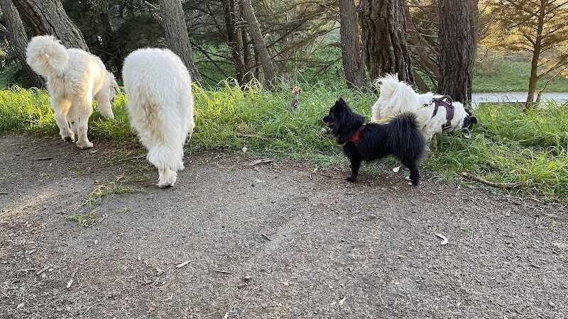 Lafayette Park Dog Play Area - San Francisco, CA