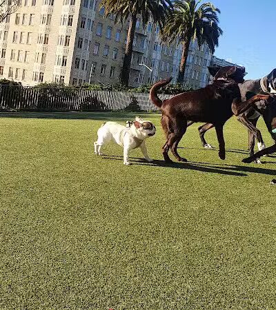 Lafayette Park Dog Play Area - San Francisco, CA