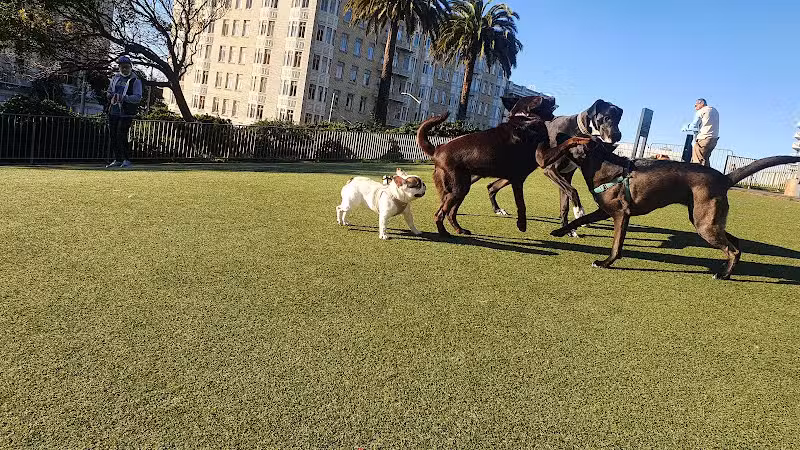 Lafayette Park Dog Play Area - San Francisco, CA