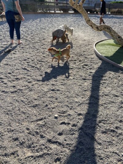 Mission Creek Dog Park - San Francisco, CA