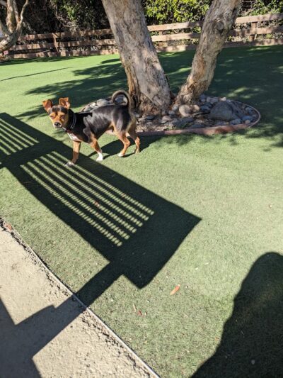 Mission Creek Dog Park - San Francisco, CA