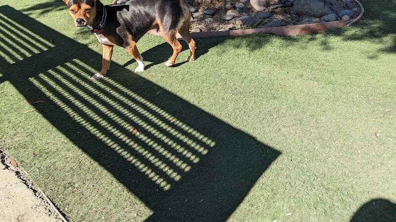 Mission Creek Dog Park - San Francisco, CA