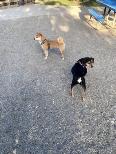 Mission Creek Dog Park - San Francisco, CA