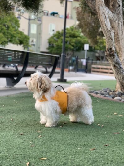 Mission Creek Dog Park - San Francisco, CA