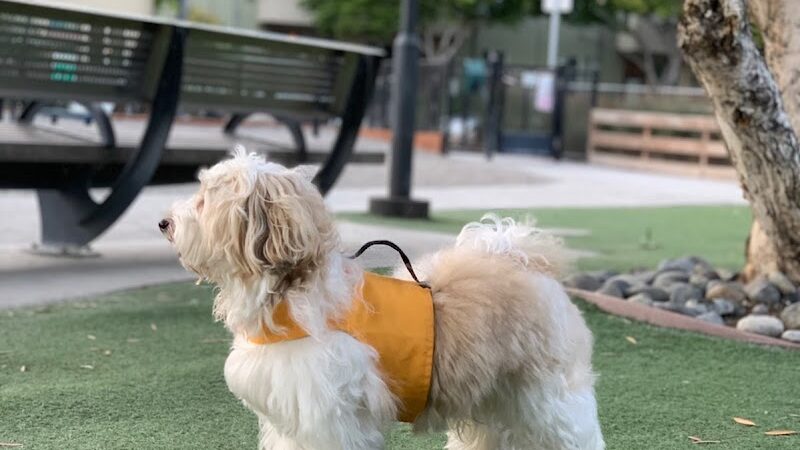 Mission Creek Dog Park - San Francisco, CA