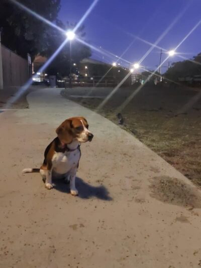 Mission Creek Dog Park - San Francisco, CA