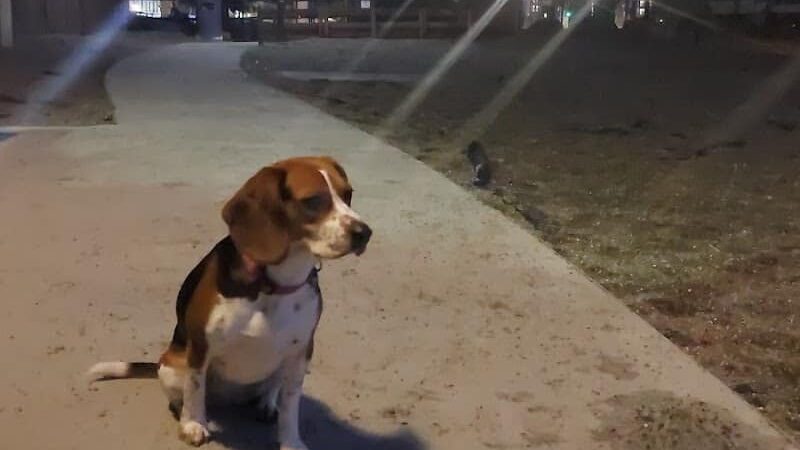 Mission Creek Dog Park - San Francisco, CA