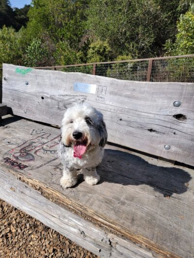 Mountain Lake Park Dog Play Area - San Francisco, CA